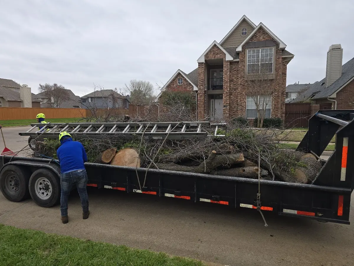 Expert Tree Removal with proper safety equipment in Highland Park